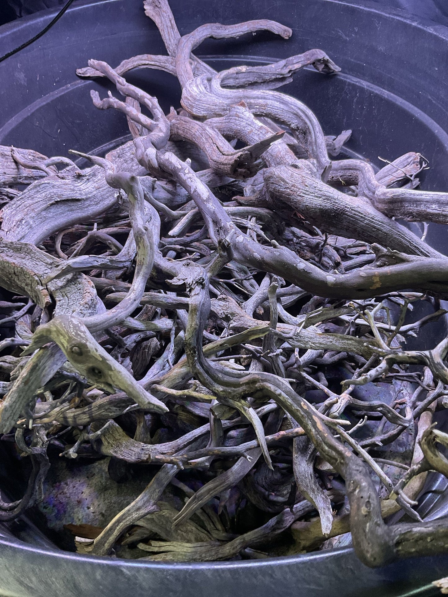 Grey Spider Root