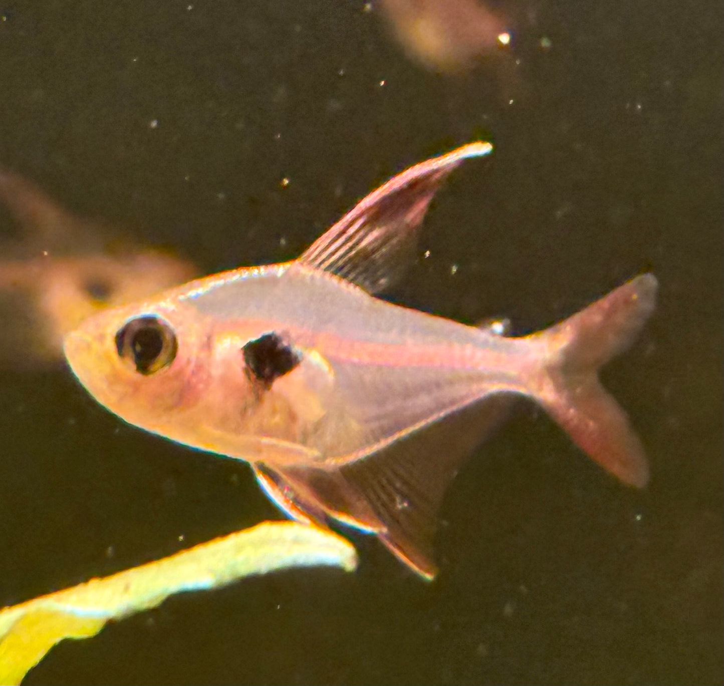 Crystalline Rosy Tetra