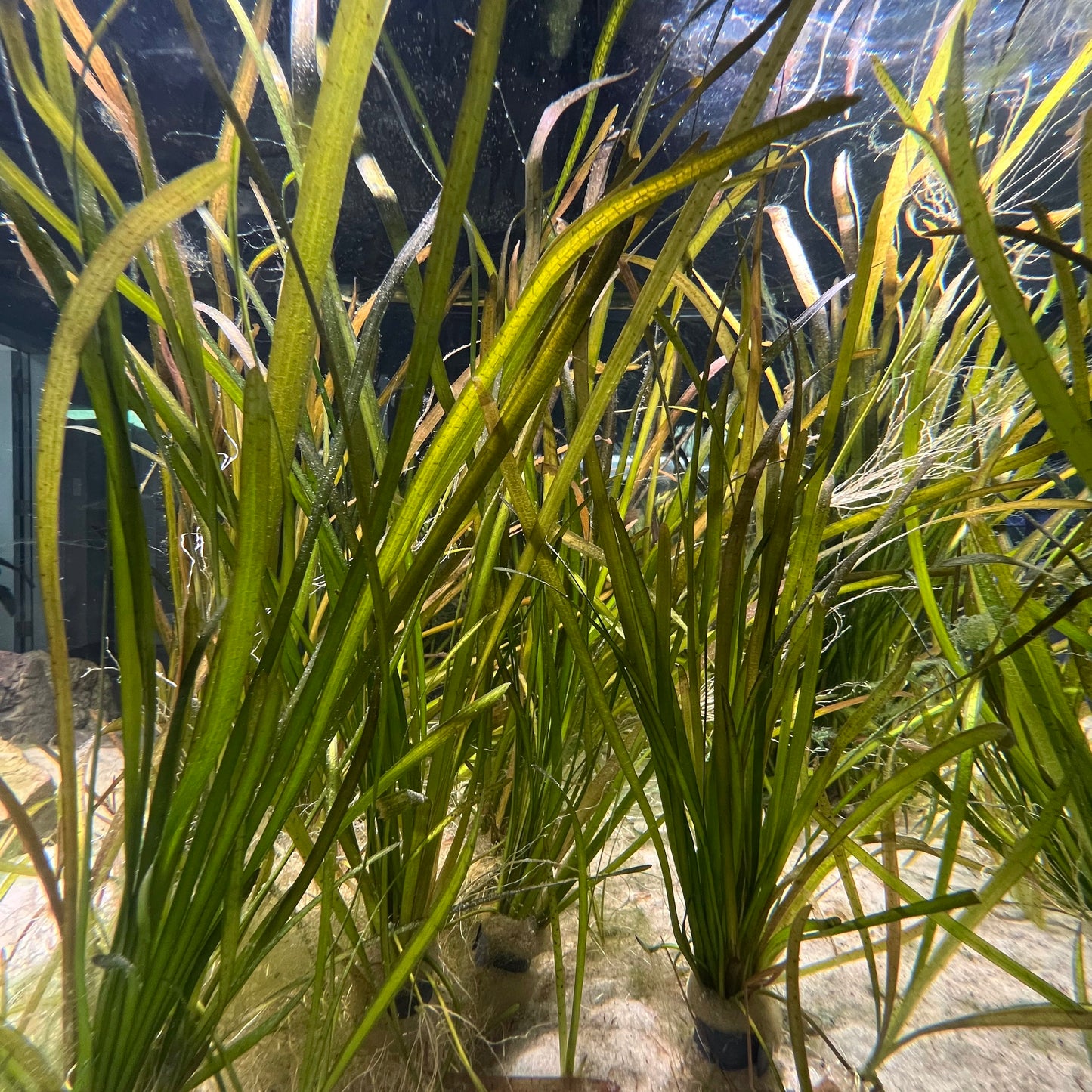 Vallisneria Spiralis Leopard