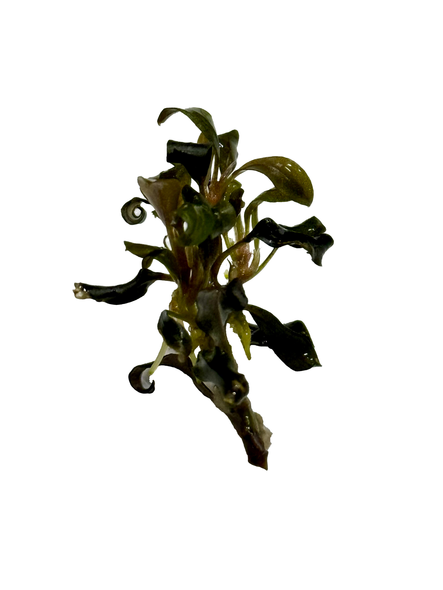 Bucephalandra 'Brownie Purple' TC Cup