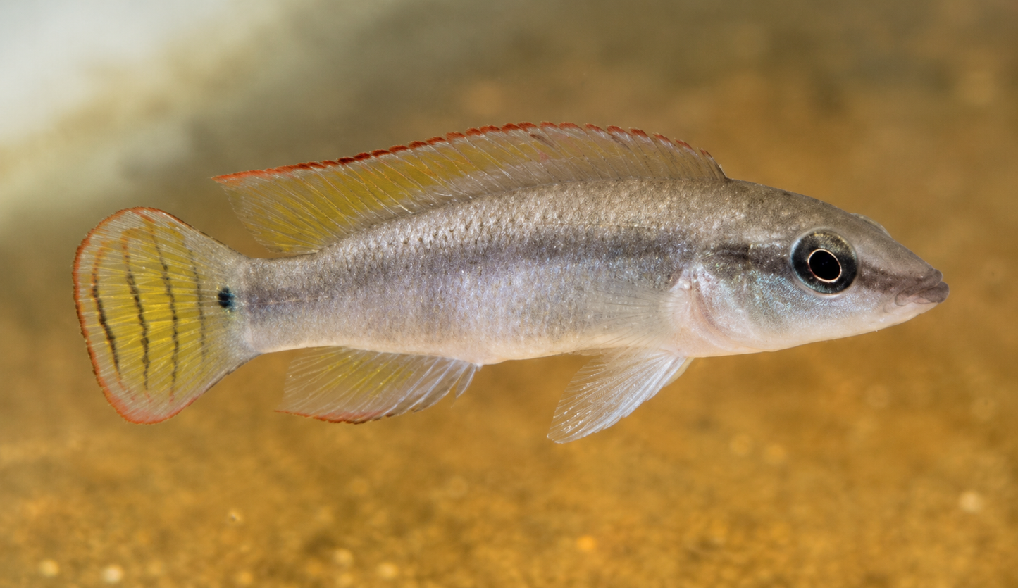 Compressiceps Dwarf Pike Cichlid
