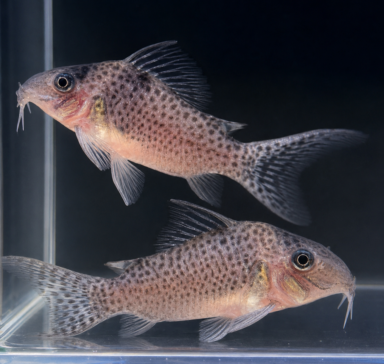 Agassizii Cory - L