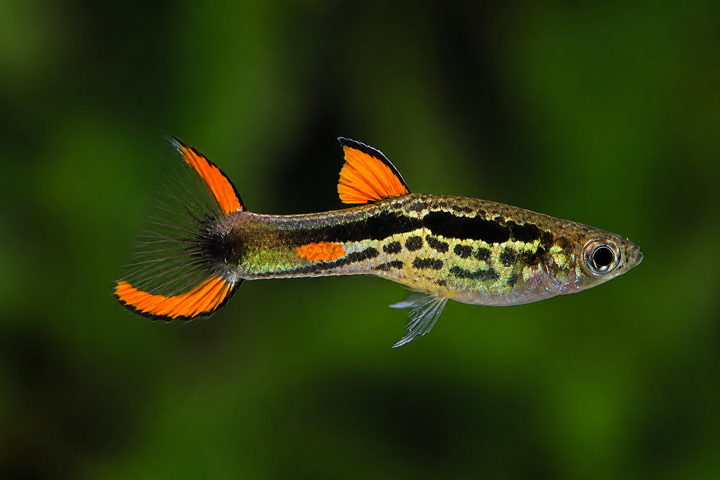 Compoma #48 Endler's Livebearer - Nu Aqua Bred!