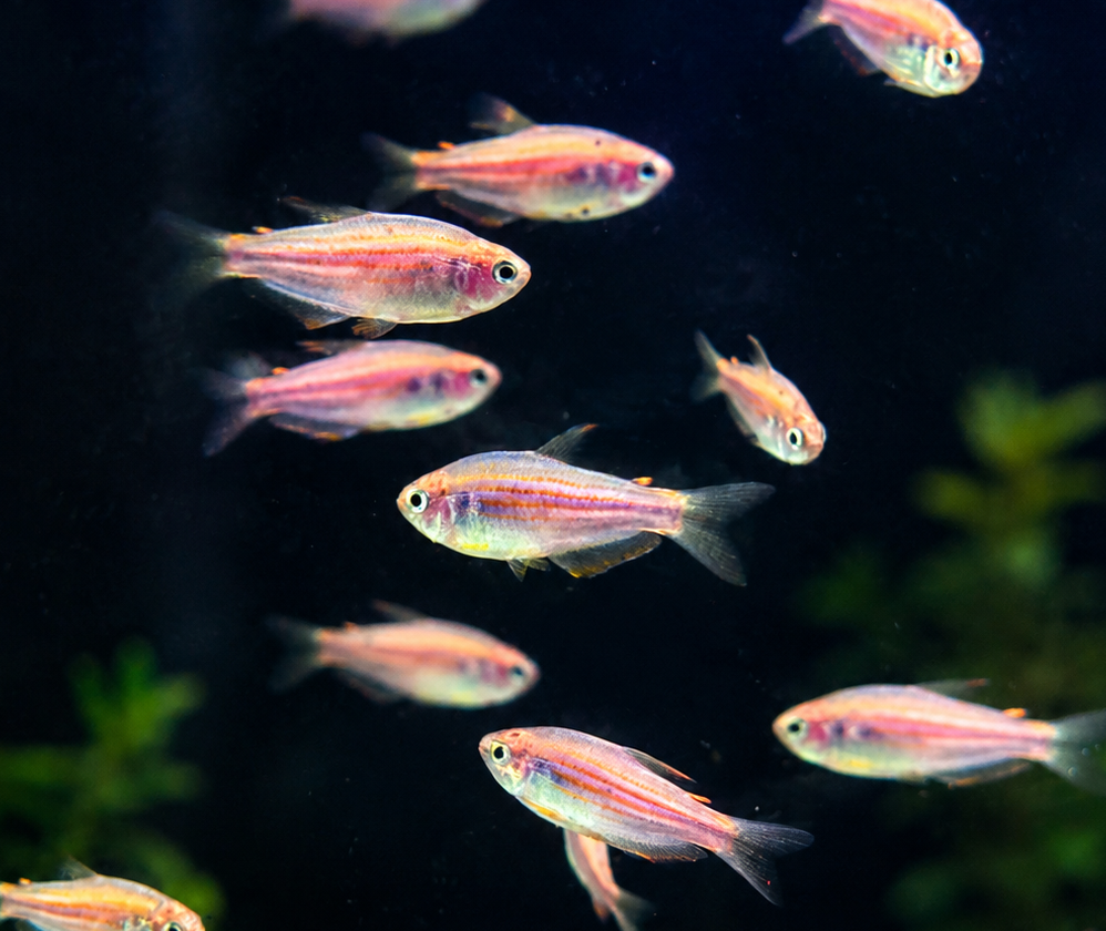 Scratched Inpa Tetra