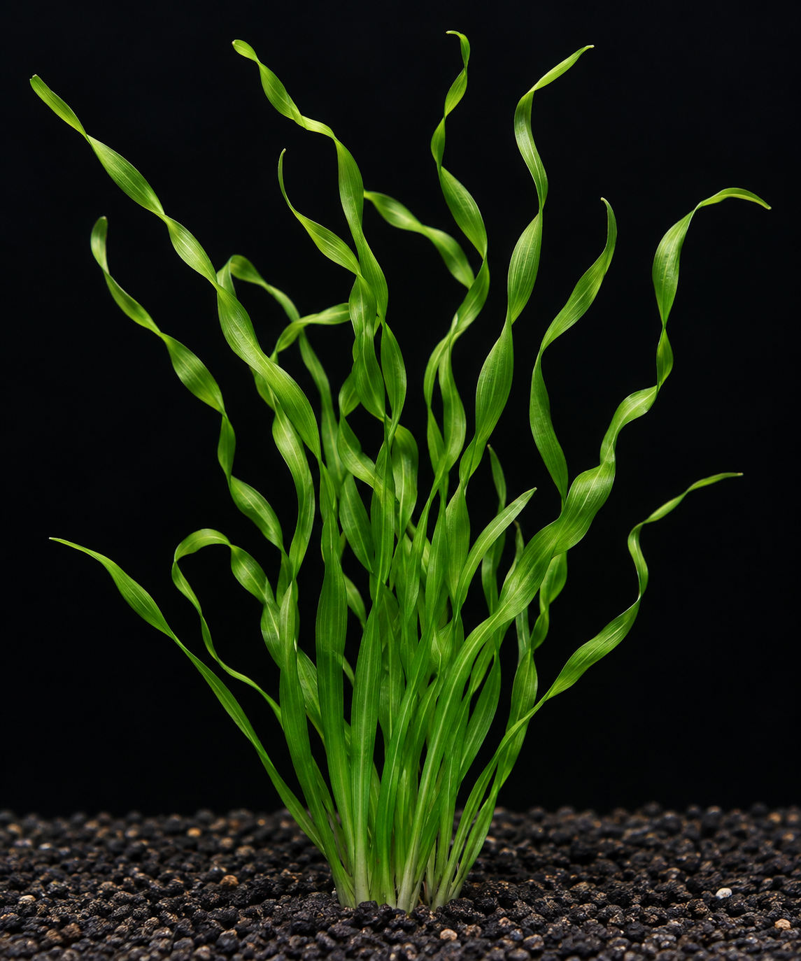 Contortionist Vallisneria