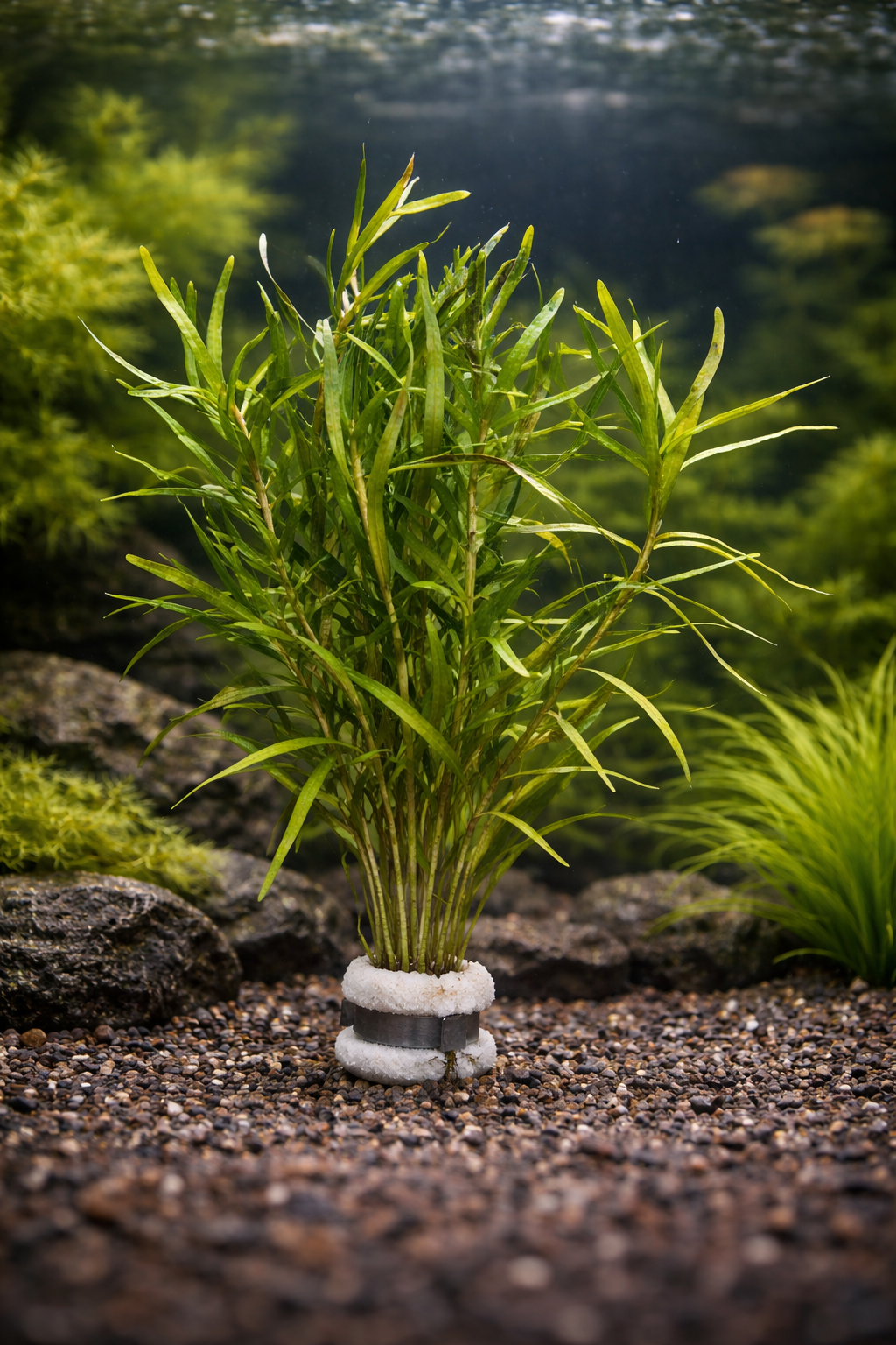 Variableleaf Water Hyacinth