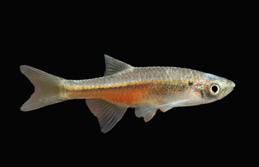 Fireline Danio