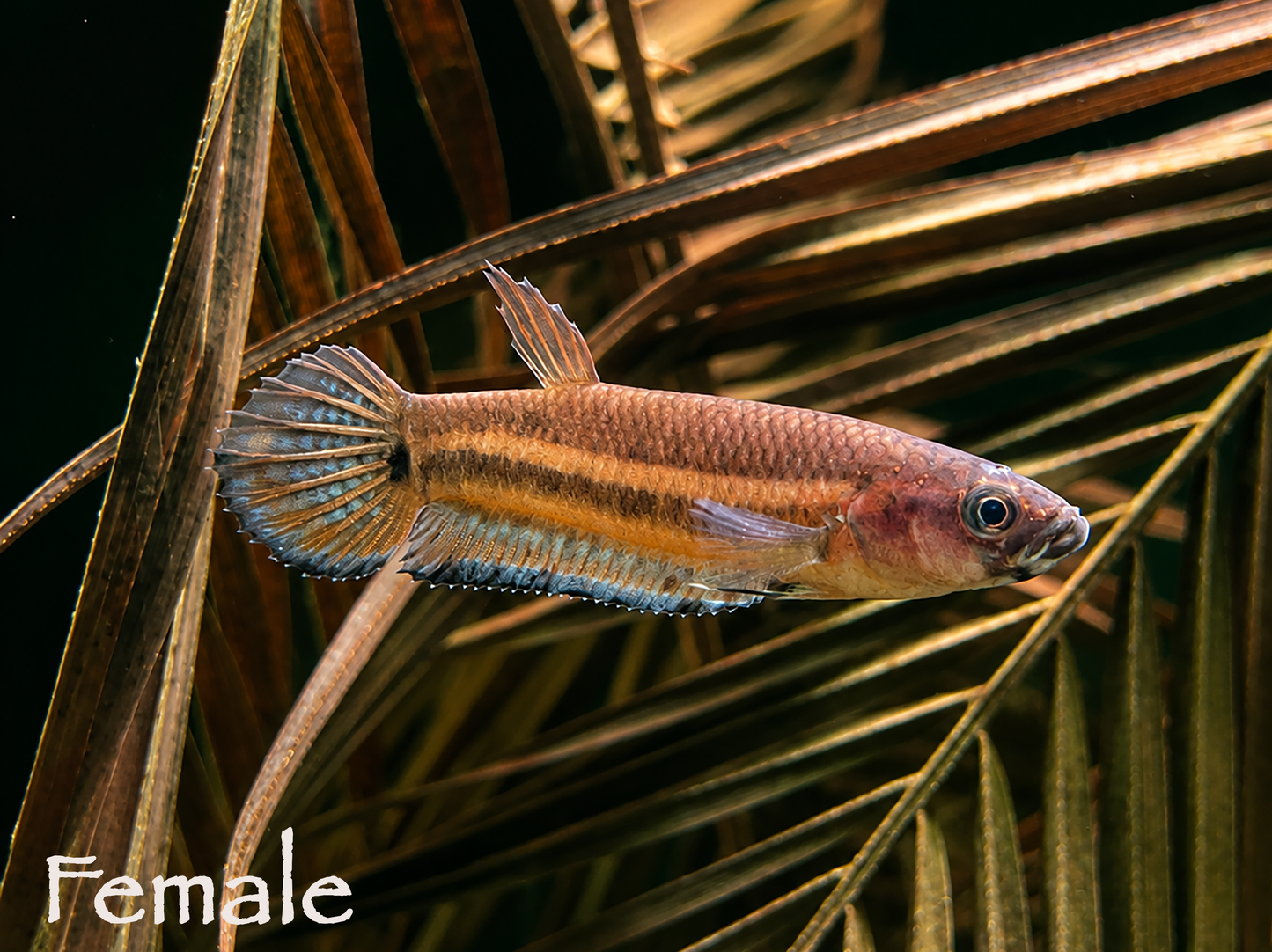 Betta Unimaculata Breeding Pair WYSIWYG