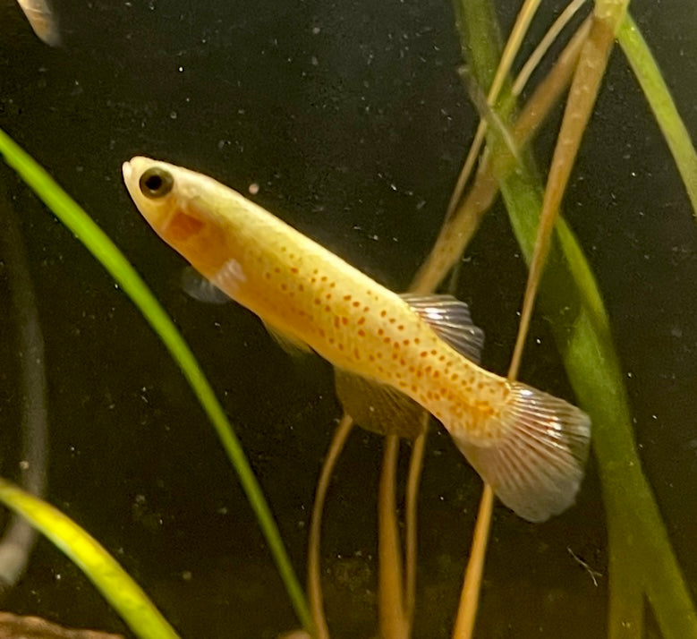 Golden Topminnow