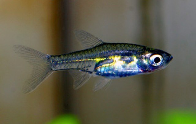 Glowlight Carplet