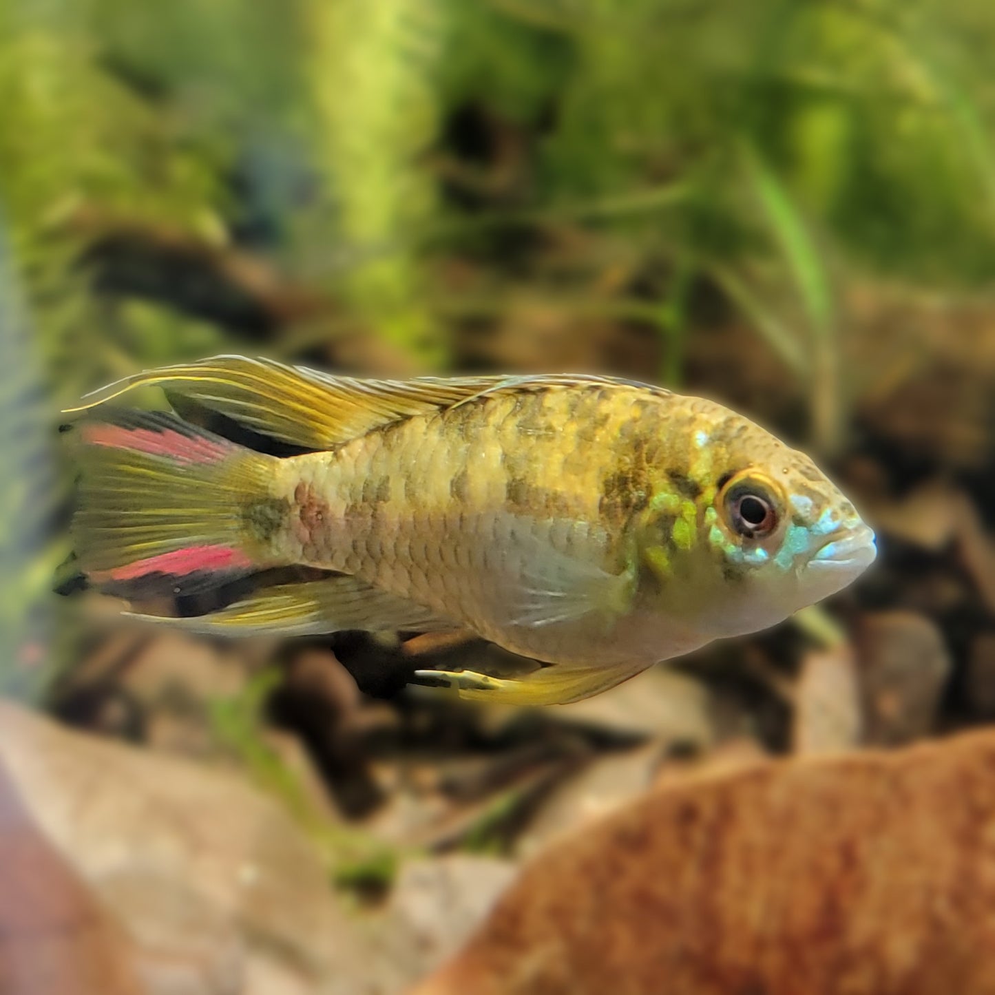 Apistogramma Hoignei Male