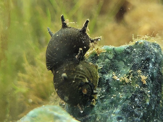 Horned Nerite