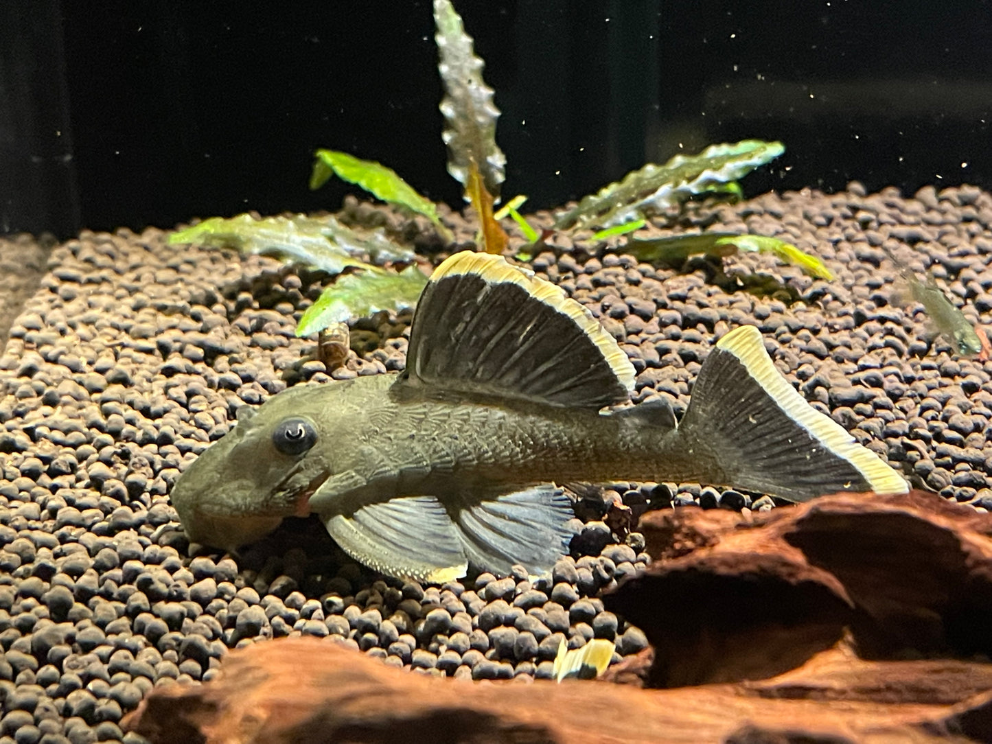 L047 Mango Pleco