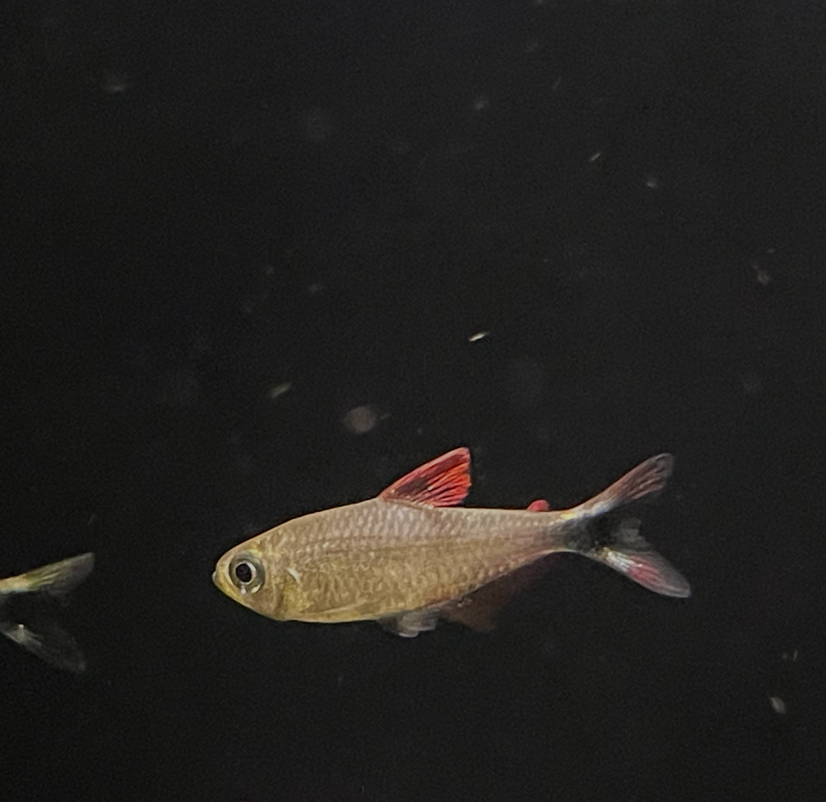 Junior Tetra