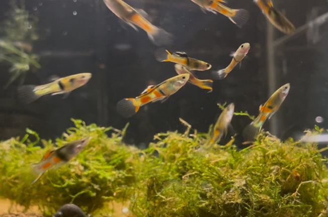 El Tigre Endlers Males
