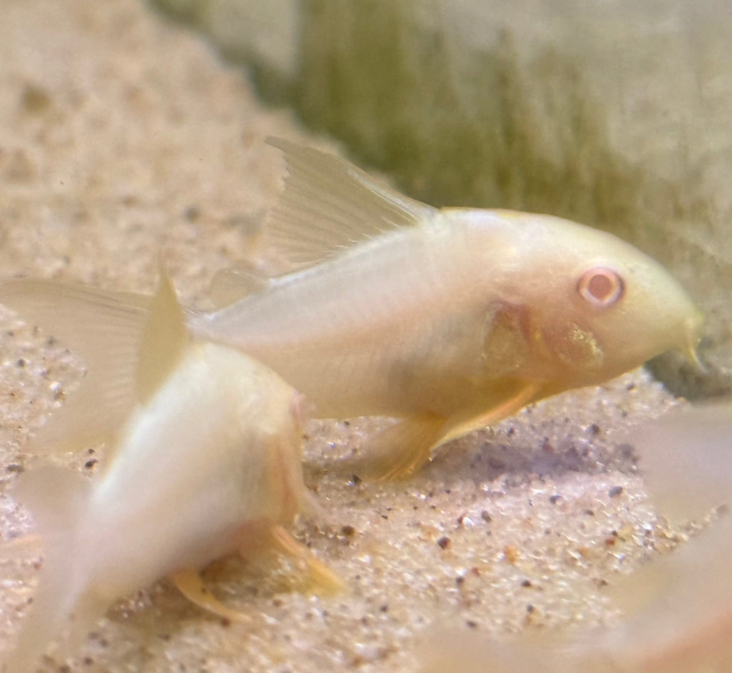 Albino Sterbai Cory