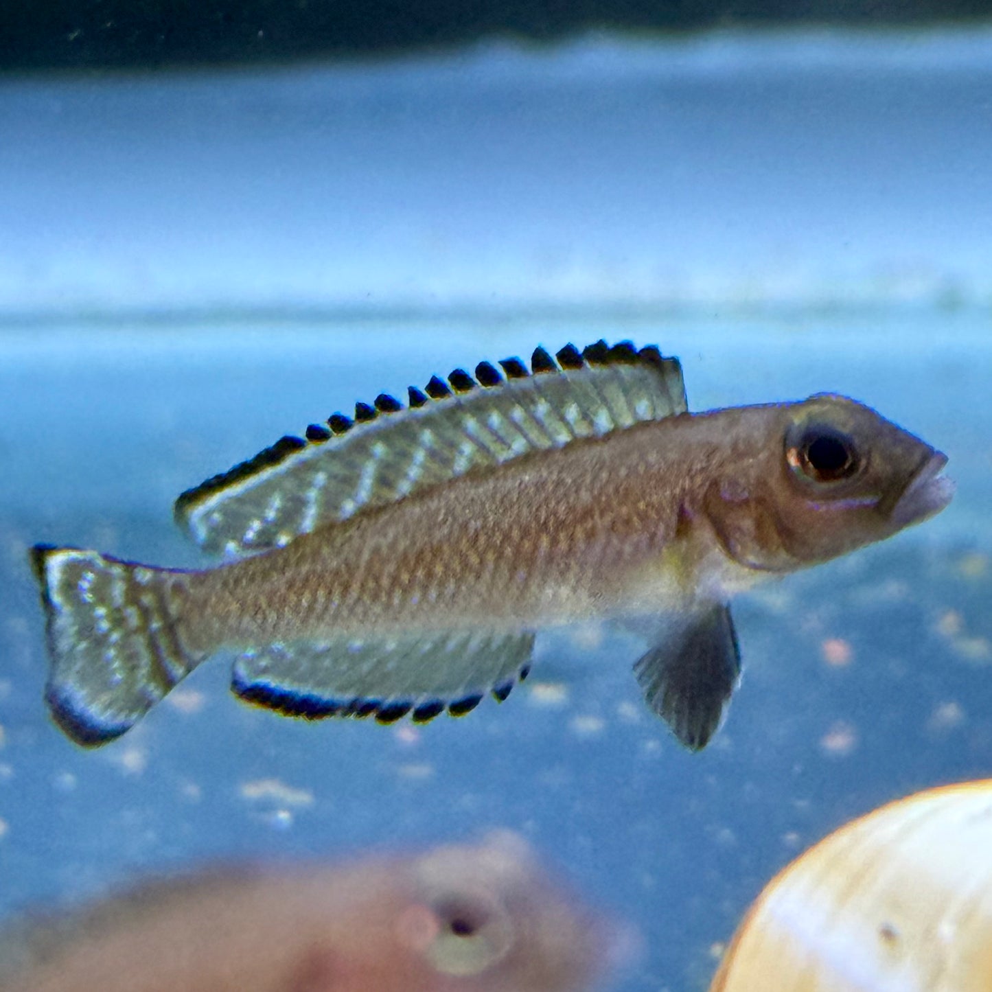 Ornate Shell Dweller