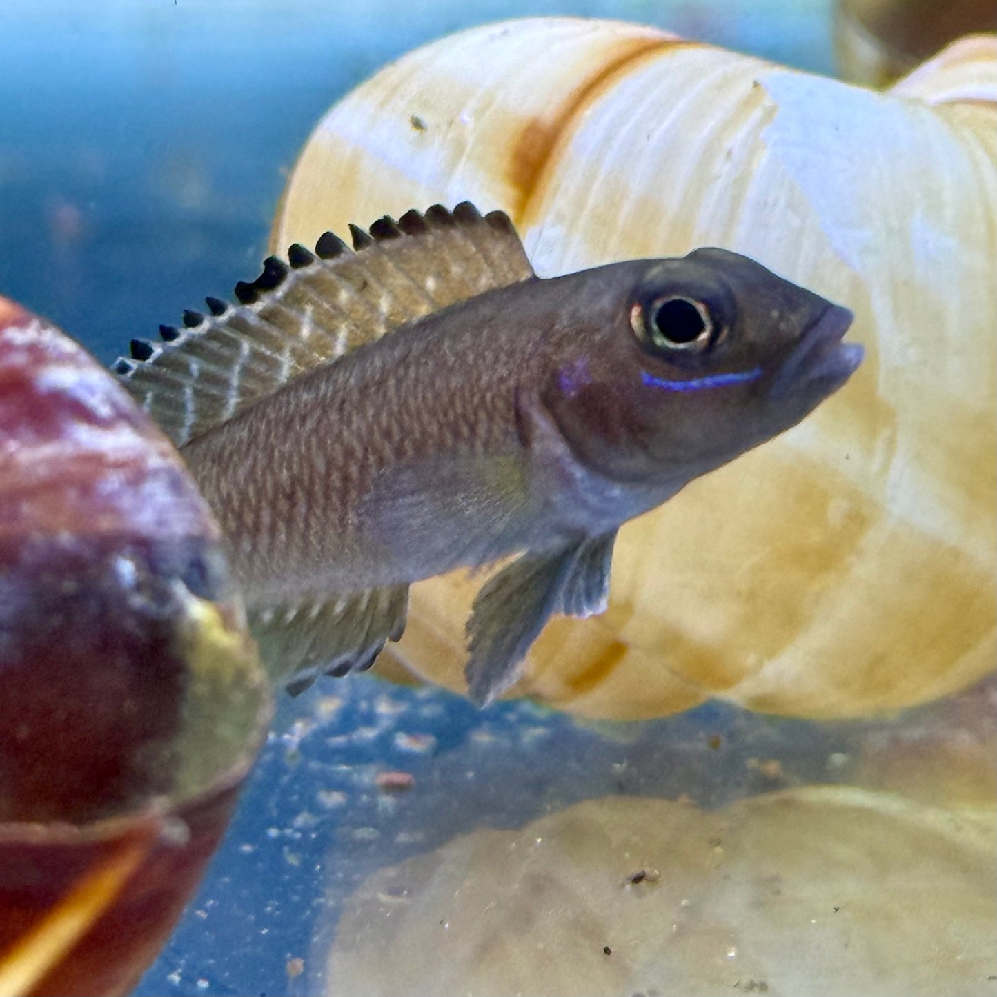 Ornate Shell Dweller