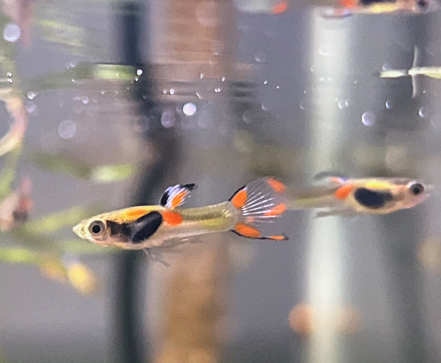 Green Lazer Endlers- MALE