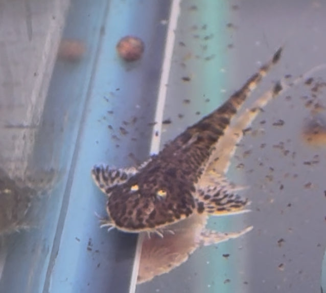 Tiger Face Whiptail