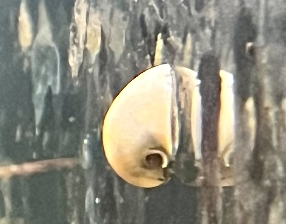 Beluga Nerite