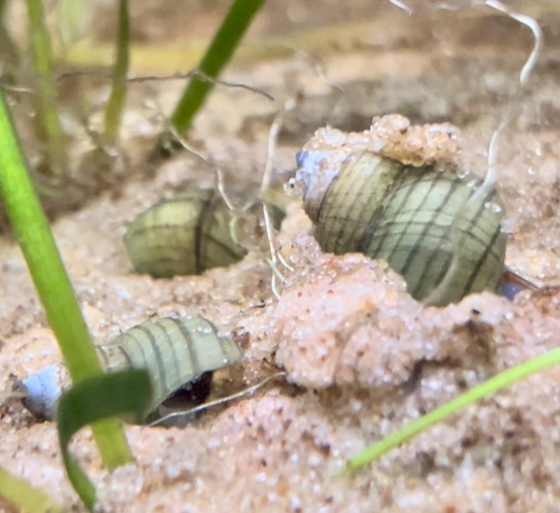 Piano Snail
