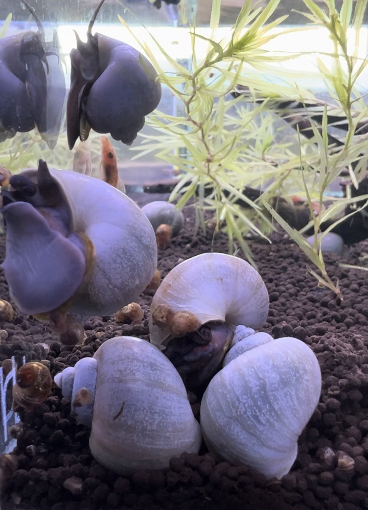 Blue Mystery Snail
