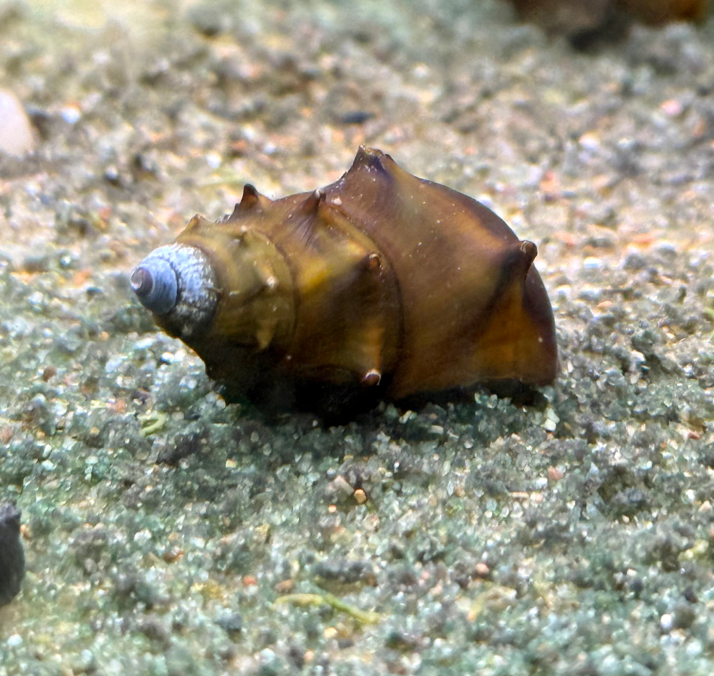 Pagoda Snail
