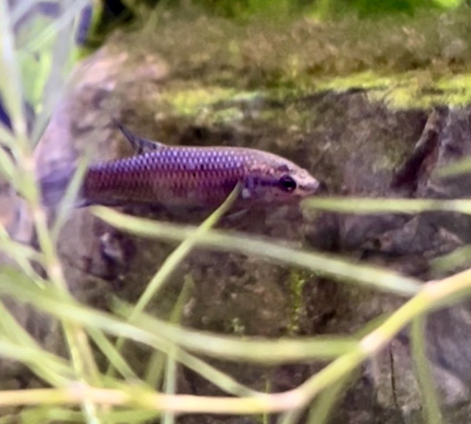 WYSIWYG Alien Betta Female