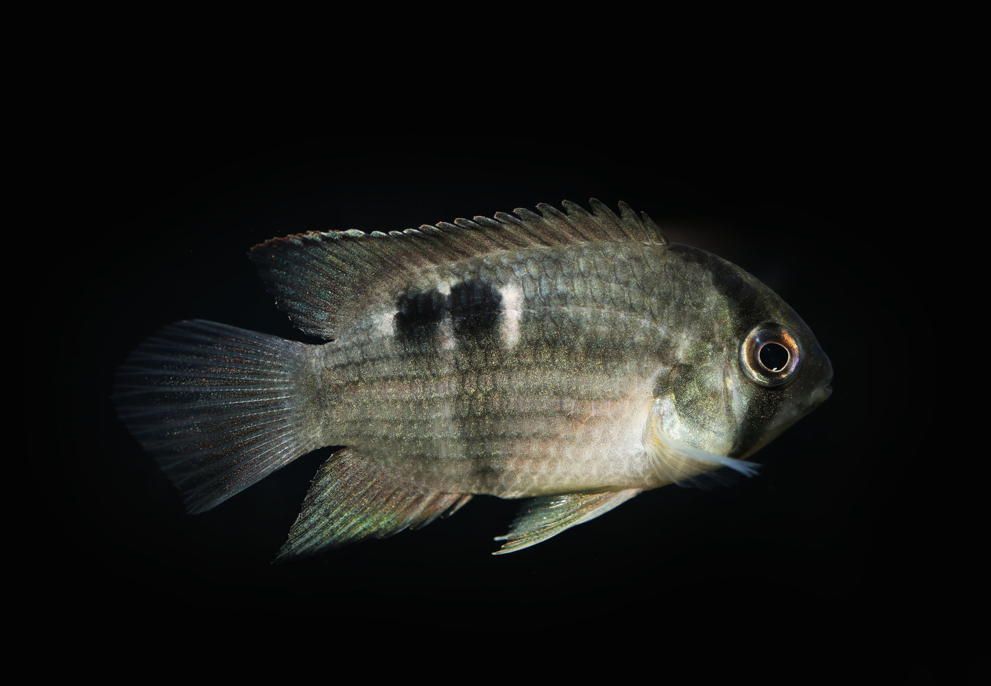 Keyhole Cichlid- S 1.5"