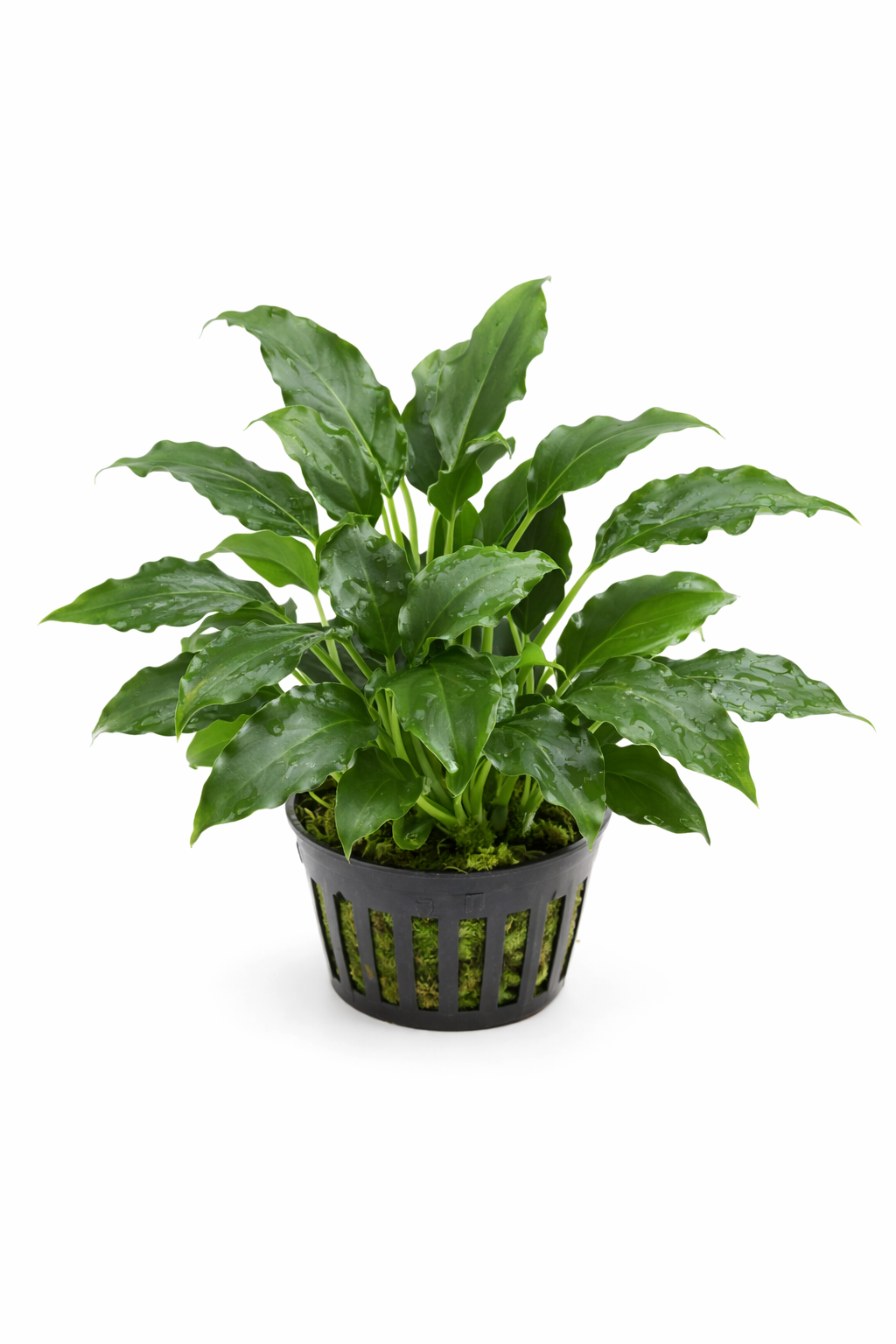 Schismatoglottis prietoi