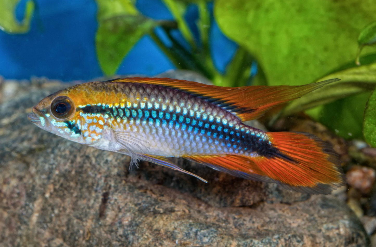 Apistogramma Agassizii 'Double Red' UNSEXED