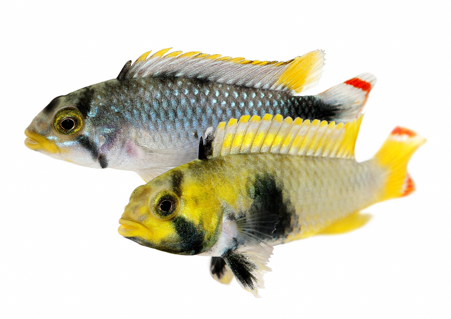 Apistogramma Panduro-PAIR