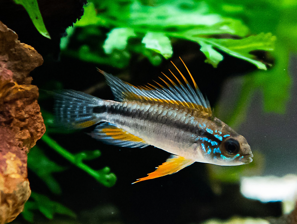 Apistogramma bitaeniata-M