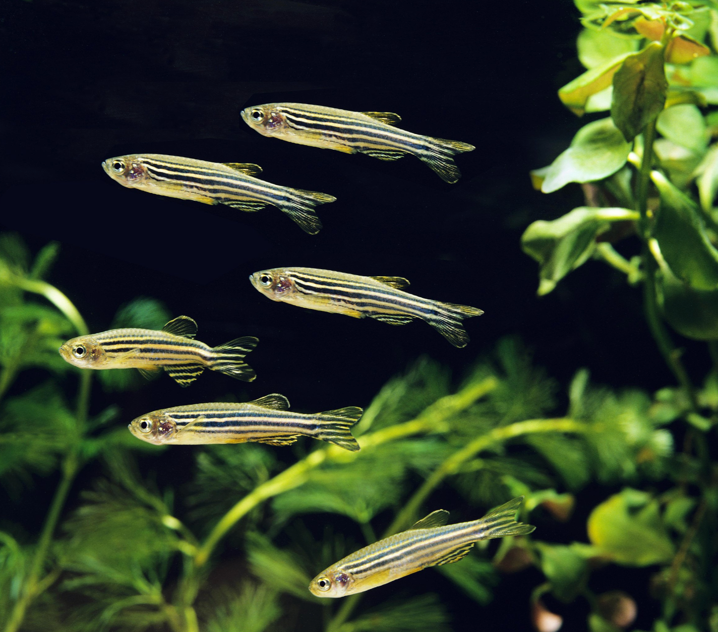 Zebra Danio