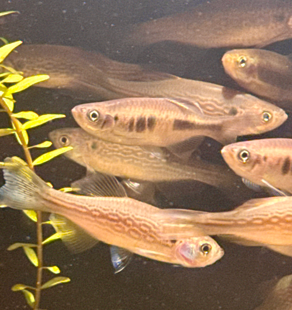 Yoma Danio-L