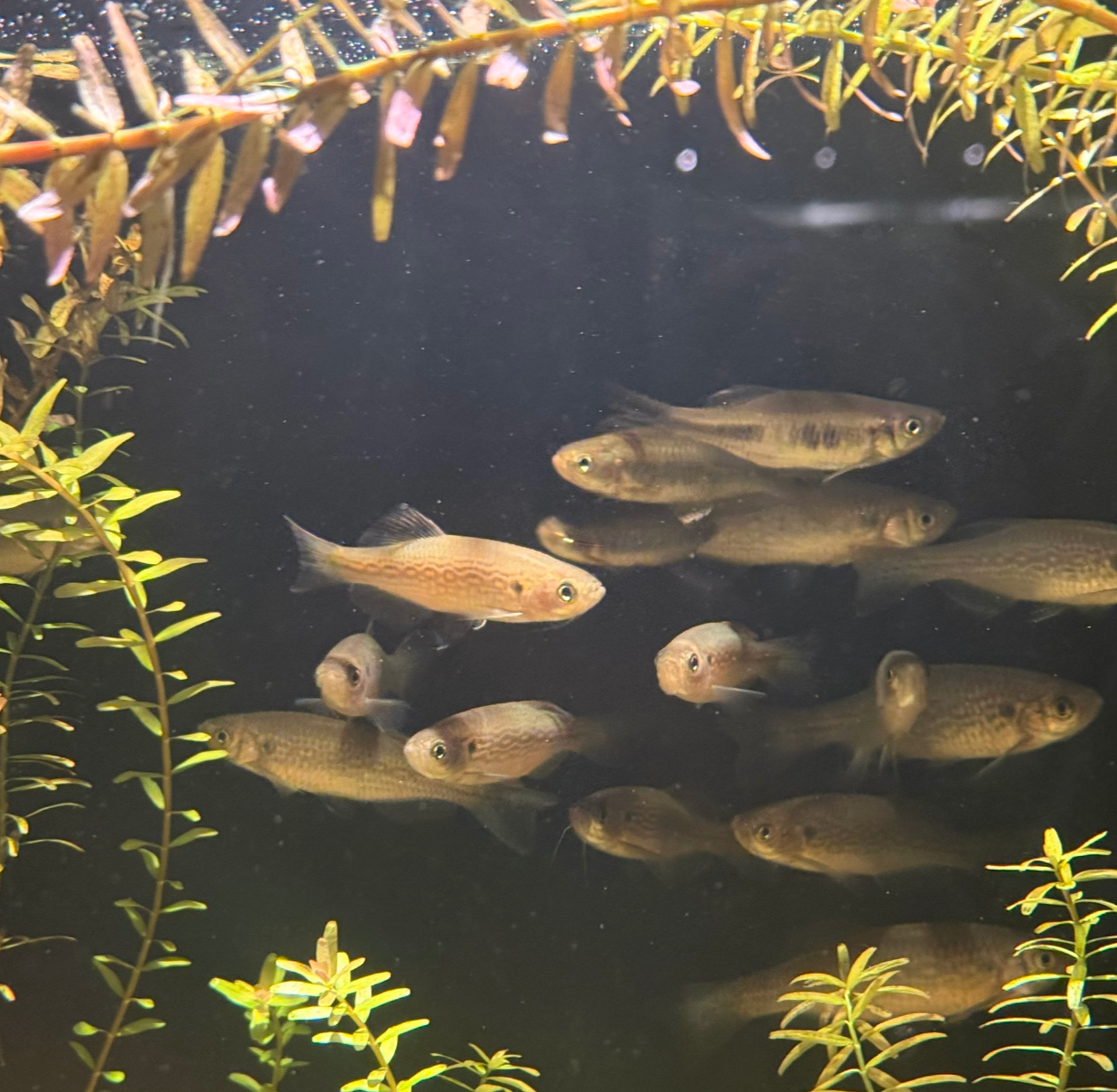 Yoma Danio-L