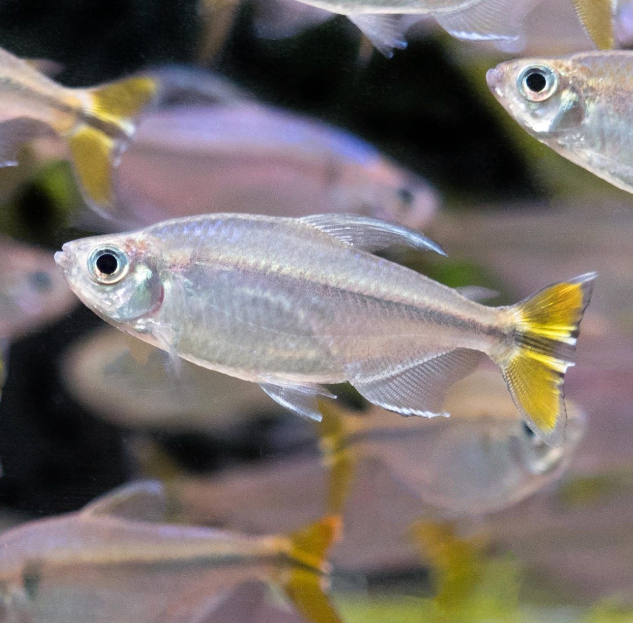 Yellow Tailed Congo Tetra