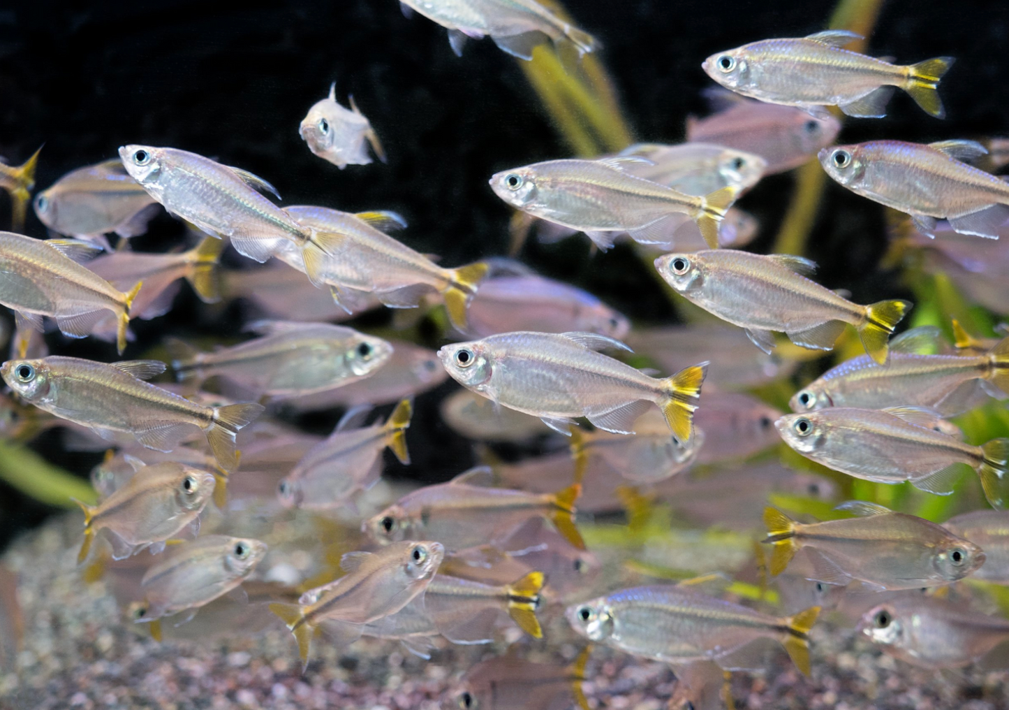 Yellow Tailed Congo Tetra