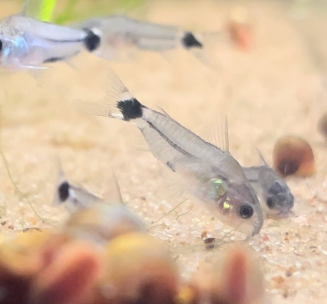 Tail Spot Pygmy Corydoras