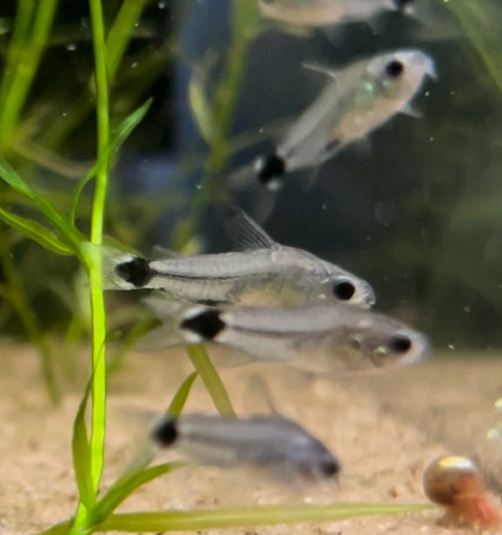 Tail Spot Pygmy Corydoras