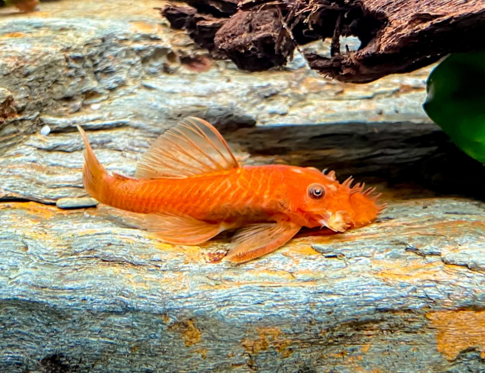 Super Red Bristlenose Pleco- 1-2”