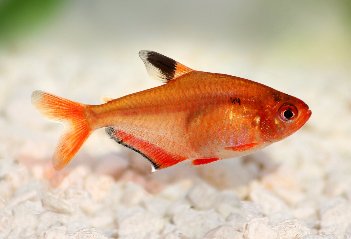 Serpae Tetra