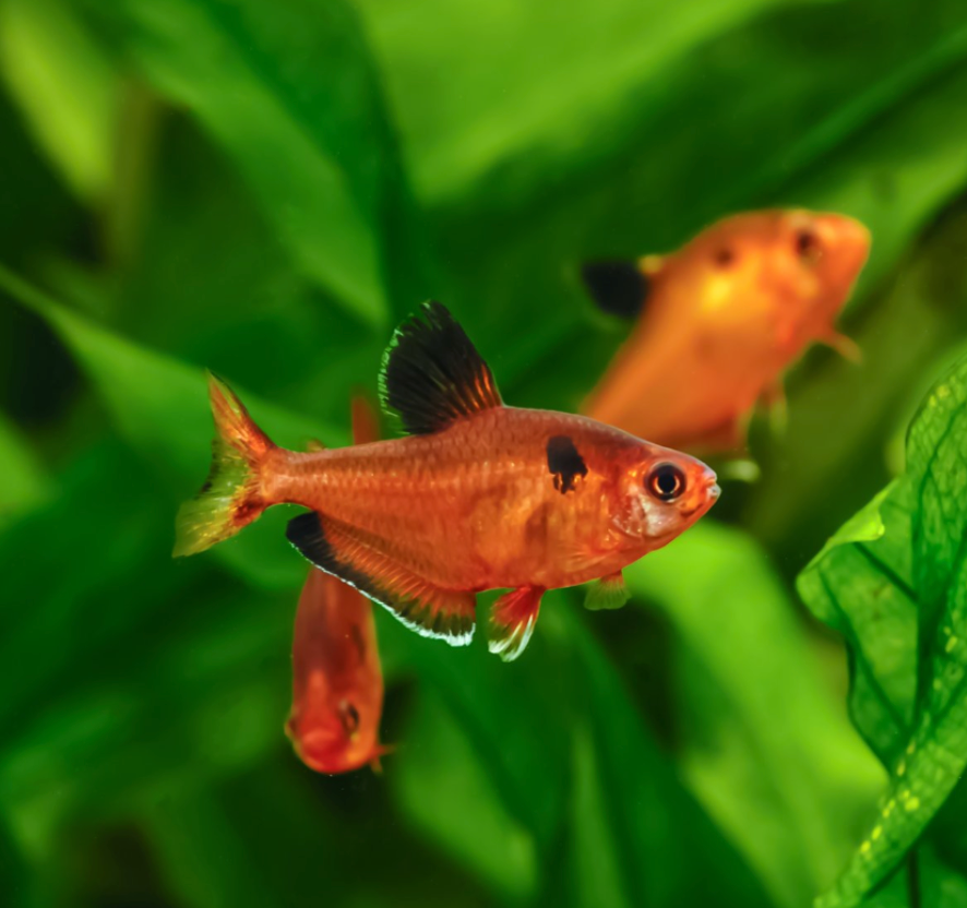 Serpae Tetra