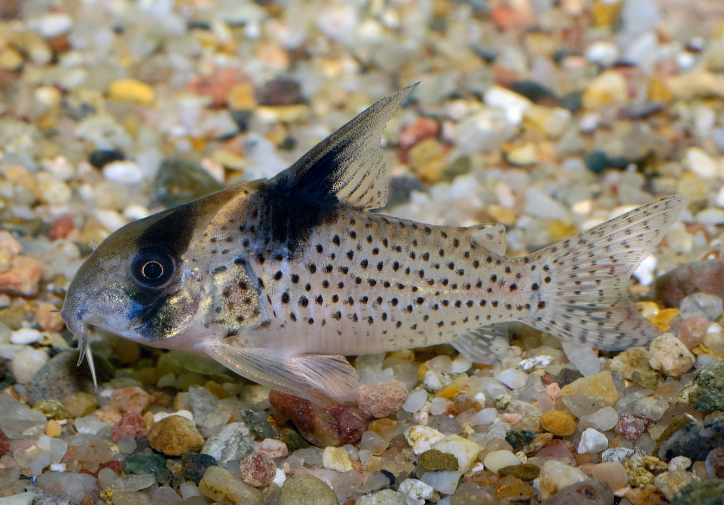 Schwartzi Corys XL