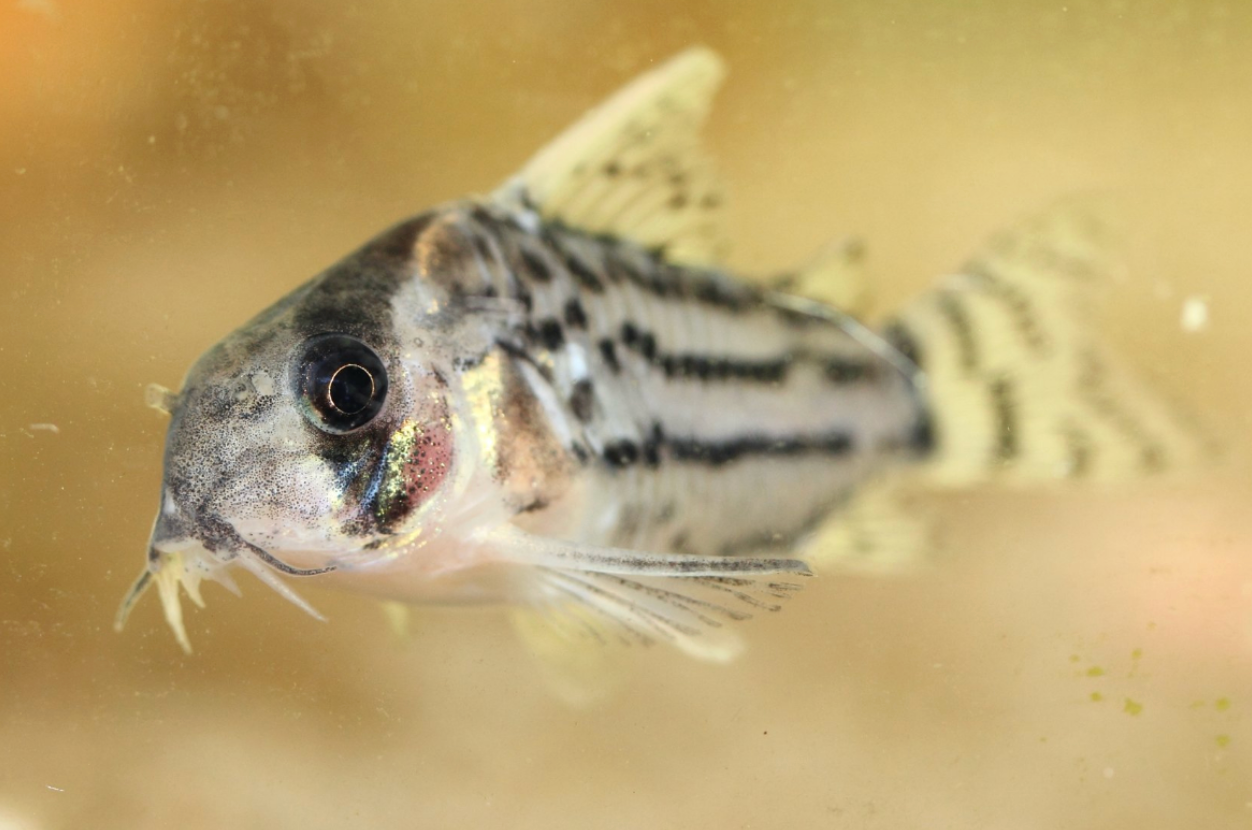 Schwartzi Corys XL