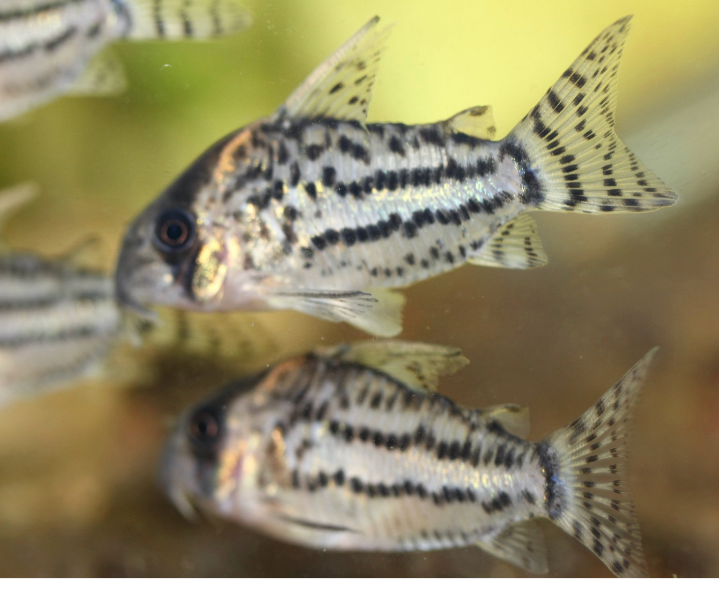 Schwartzi Corys XL
