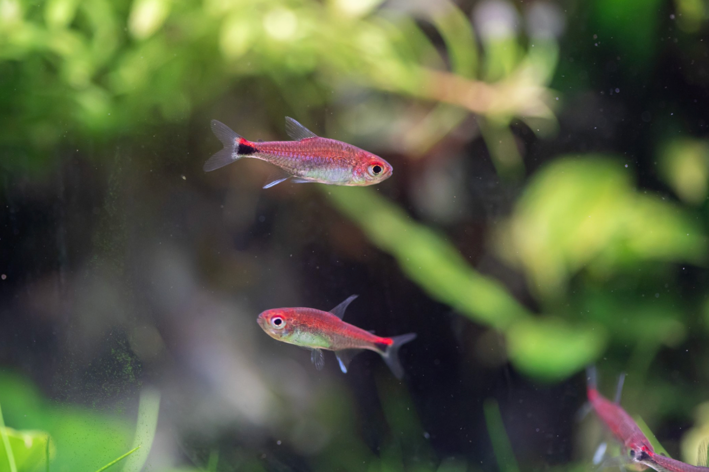 Ruby Tetra