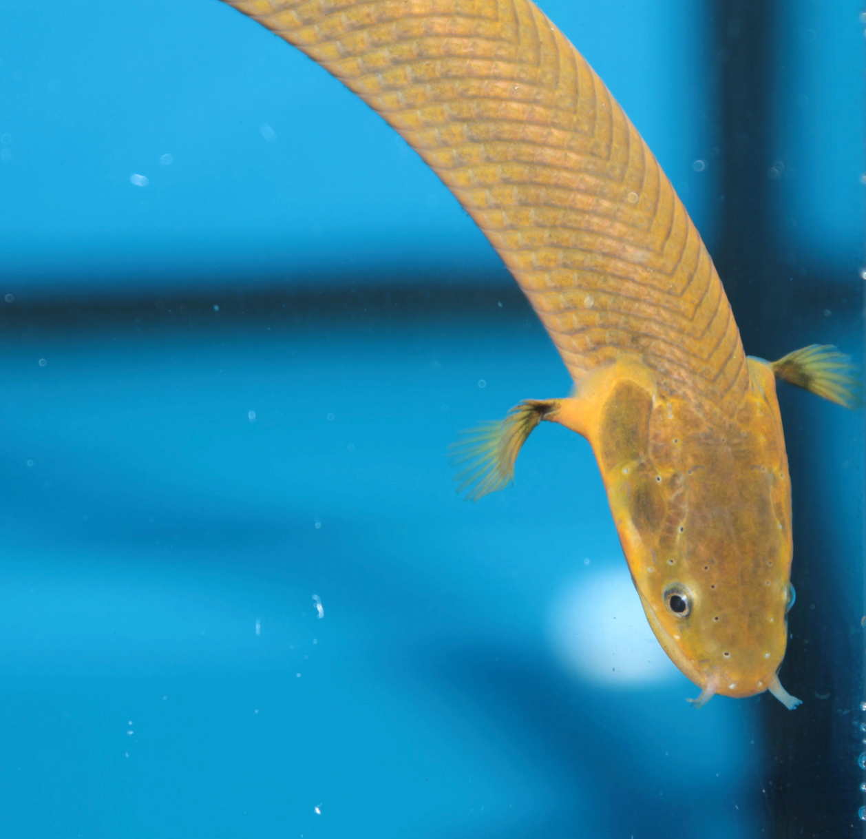 Ropefish 6-8"