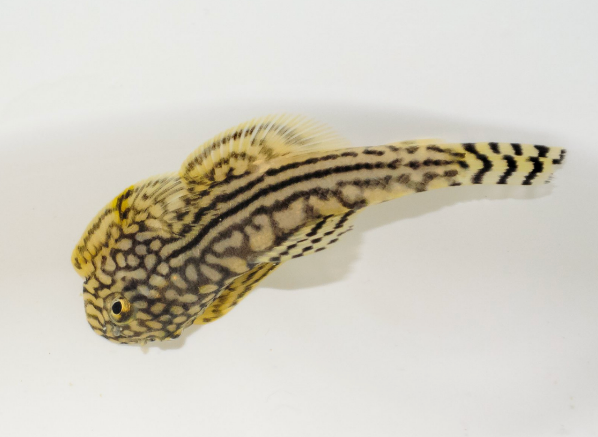 Reticulated Hillstream Loach